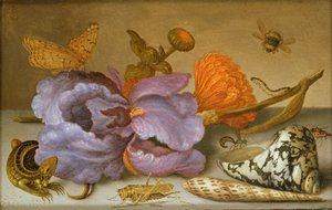 Stilleven met bloemen, schelpen en insecten